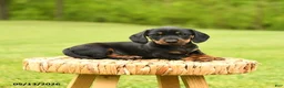 Dachshund dogs for sale: Anastasia - Ad 2