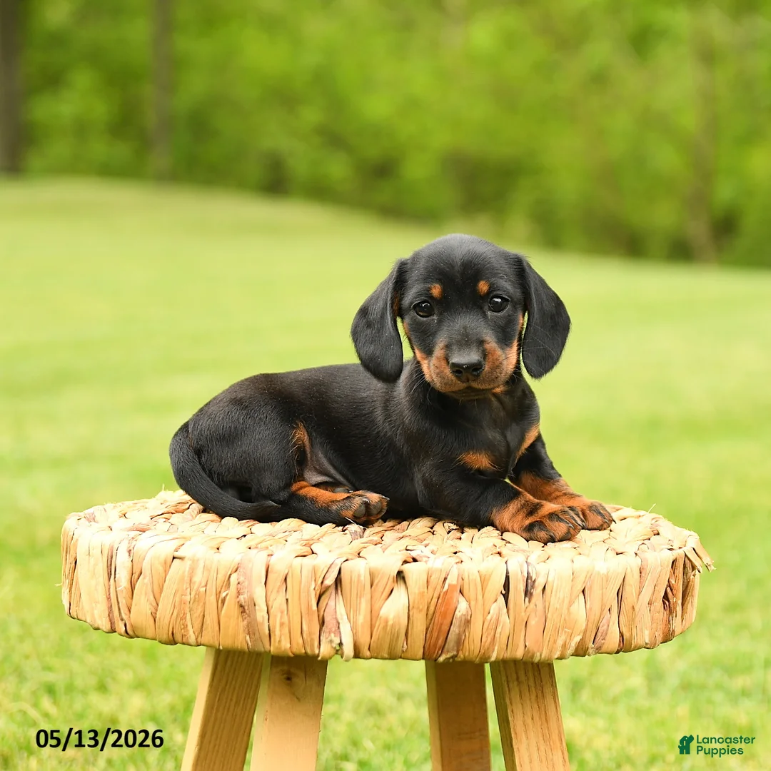 Dachshund dogs for sale: Anastasia - Ad 2