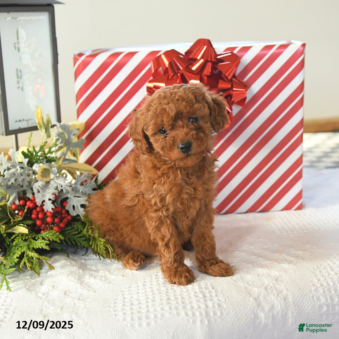 Miniature Poodle dogs for sale: Sasha - Ad 2