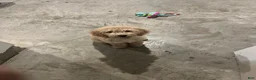 Goldendoodle dogs for sale: Goldendoodle Puppy 1 - Ad 3