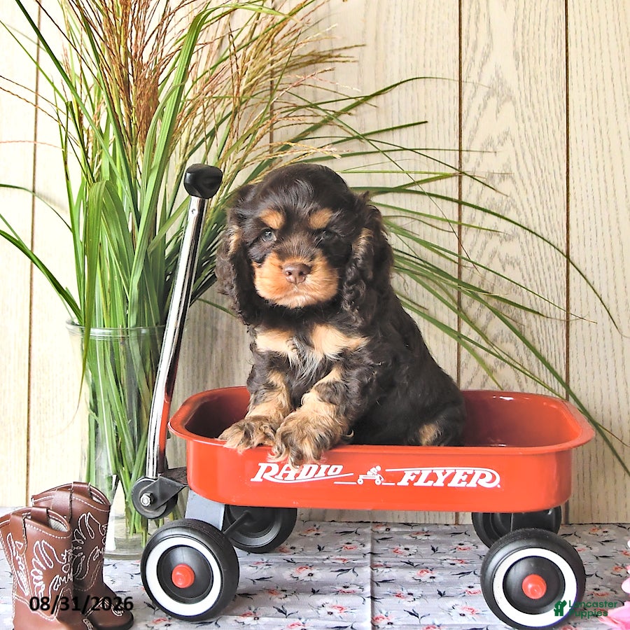 Cocker Spaniel dogs Coco  - Ad 2