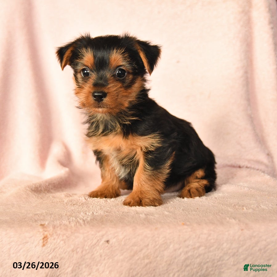 Yorkshire Terrier dogs Prince   - Ad 1