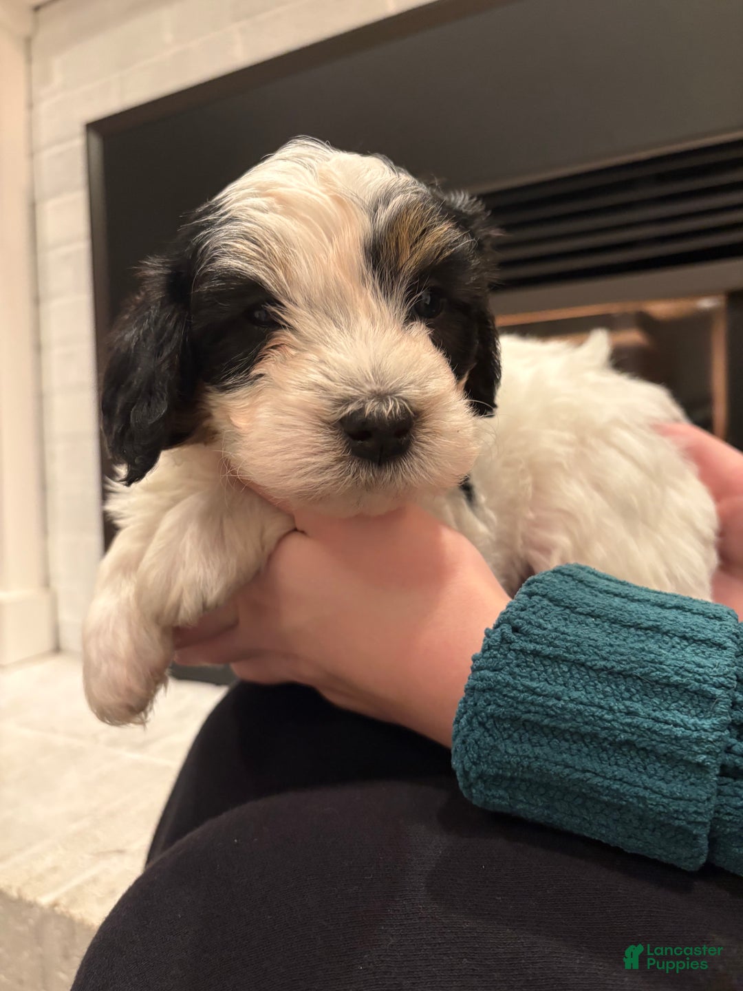 Mini Bernedoodle dogs for sale: Charlie - Ad 3