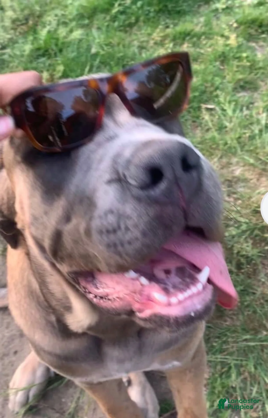 Cane Corso dogs for sale: Junior Vicenzo - Ad 2