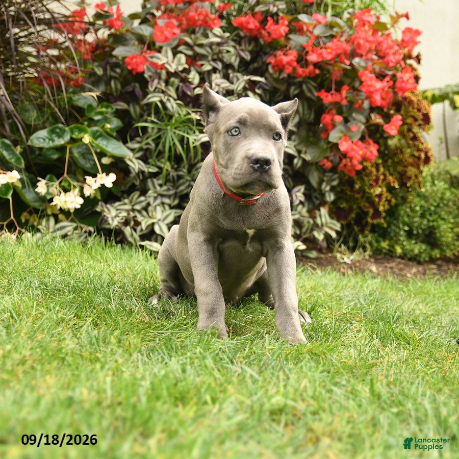 Cane Corso dogs Lily  - Ad 1