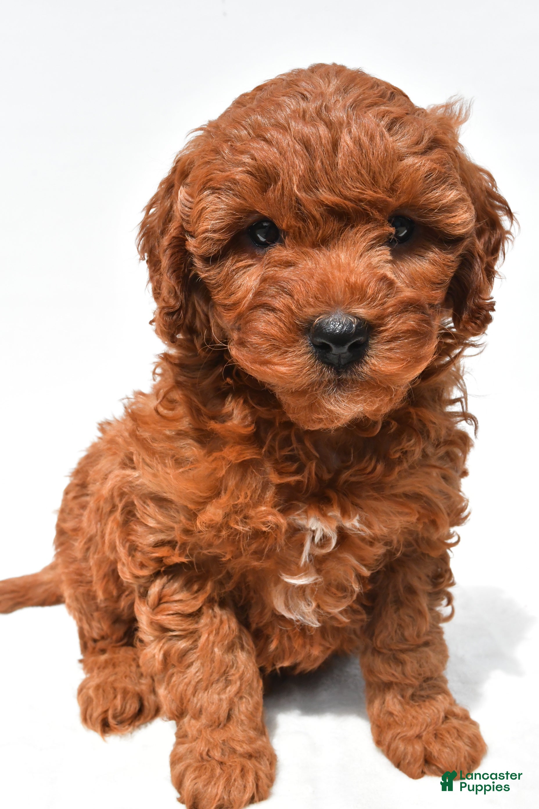 Mini Goldendoodle dogs Jake - Ad 1