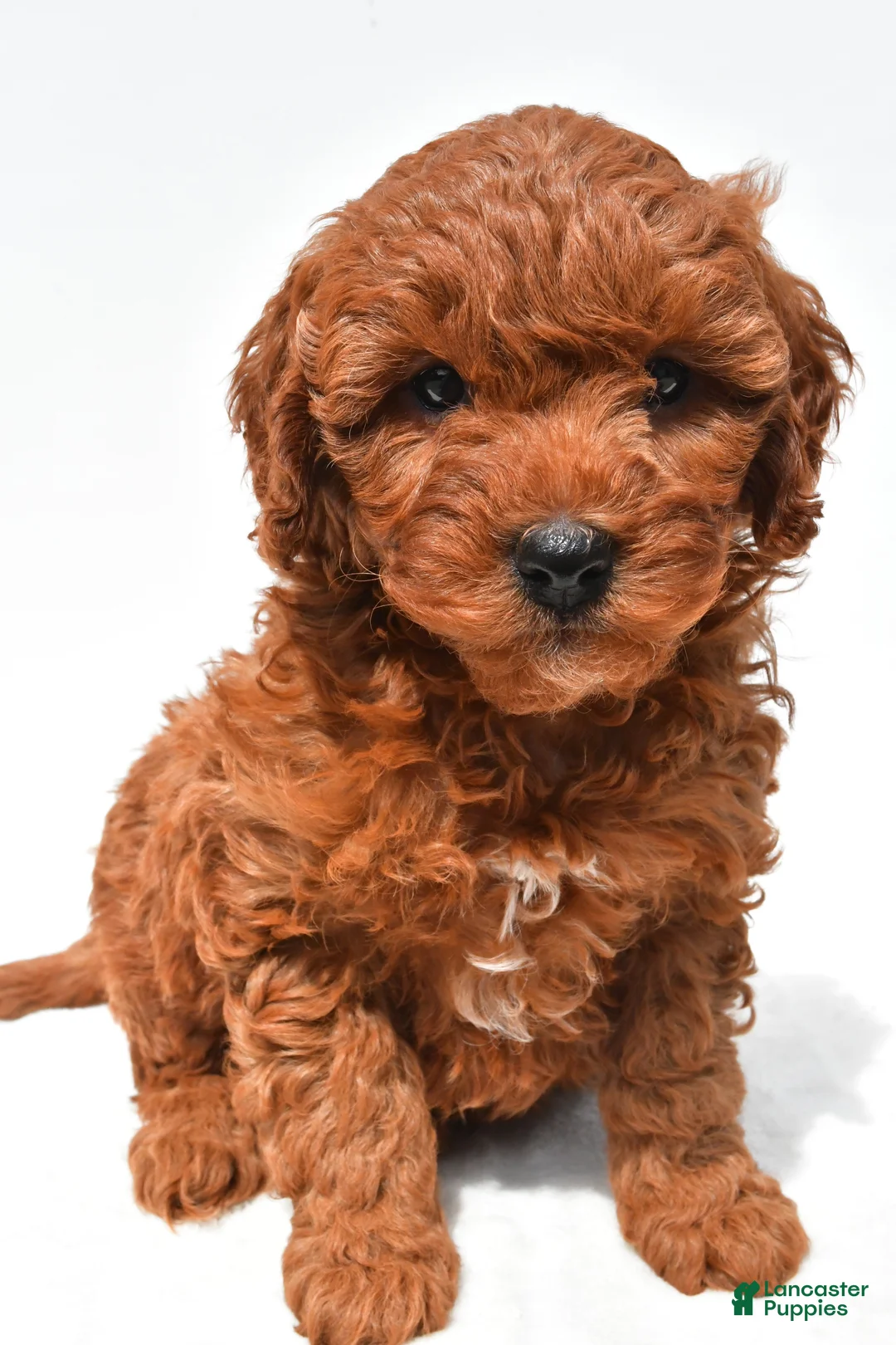 Mini Goldendoodle dogs for sale: Jake - Ad 1
