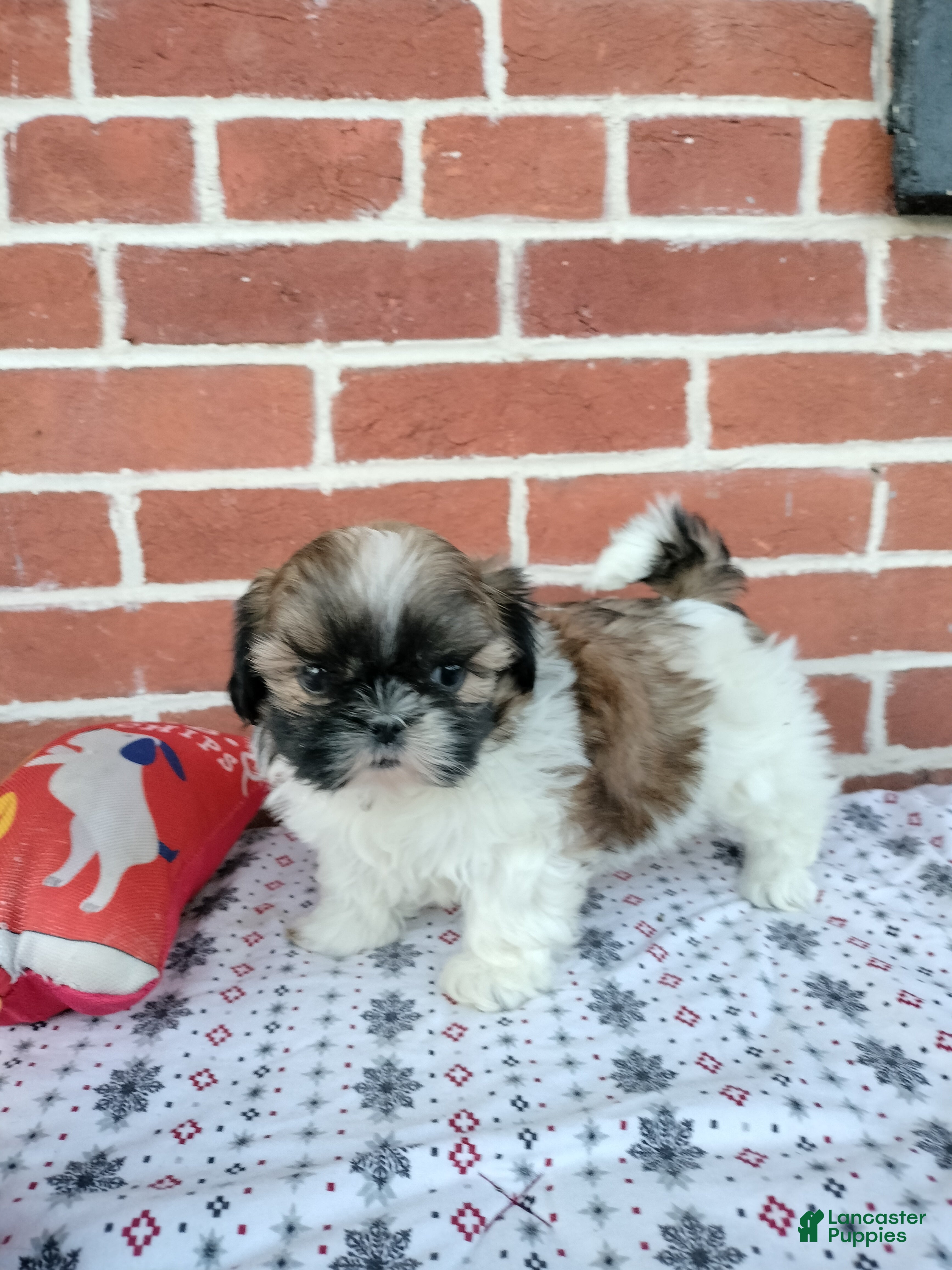 Shih Tzu dogs Dora - Ad 2
