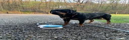 Rottweiler dogs for sale: Purple Female - Ad 13