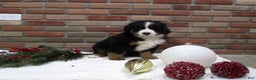 Bernese Mountain Dog dogs for sale: Molly - Ad 1