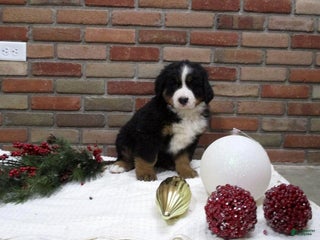 Bernese Mountain Dog dogs Molly - Ad 9