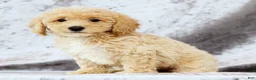 Bichpoo dogs for sale: Elsa - Ad 3