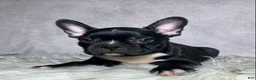 Mixed Breed dogs for sale: Mr Milo - Ad 3