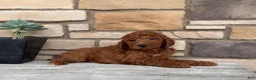 Mini Goldendoodle dogs for sale: Grayson - Ad 2