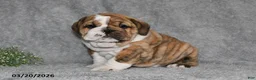 English Bulldog dogs for sale: Zeke - Ad 4