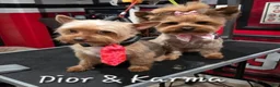 Yorkshire Terrier dogs for sale: Yorkshire Terrier 3 - Ad 3