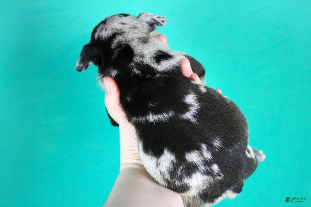 American Bully dogs for sale: Female - Ad 6