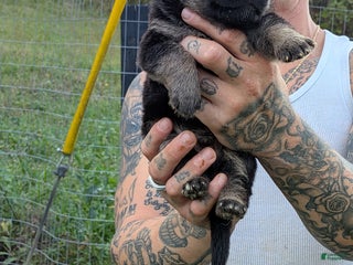 German Shepherd dogs - Ad 2