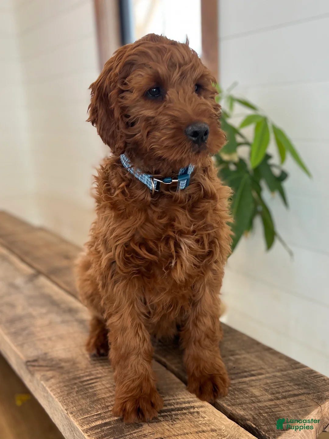 Irish Doodle dogs for sale: Copper - Ad 14