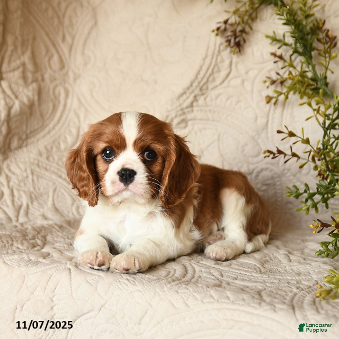 Cavalier King Charles Spaniel dogs for sale: Skippy - Ad 3