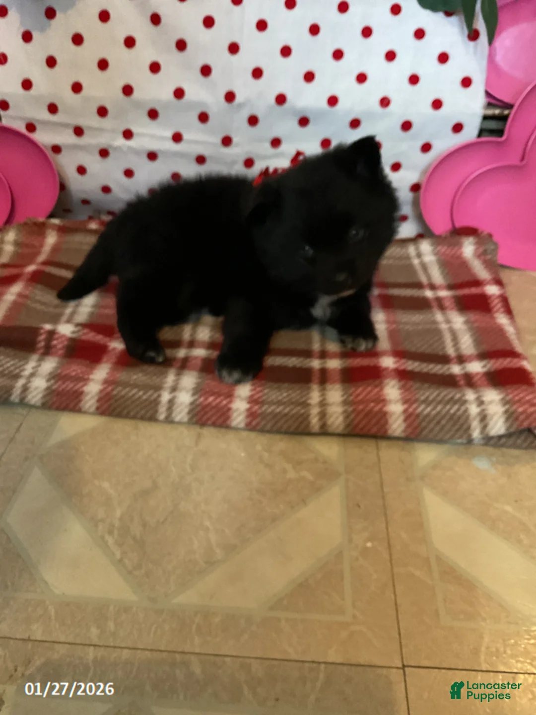 Pomsky dogs for sale: Mocha - Ad 3