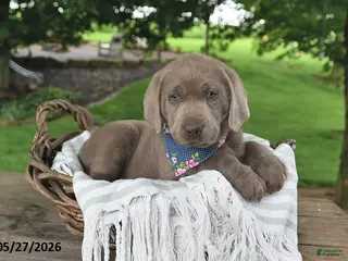 Labrador Retriever dogs for sale: Ari - Ad 1