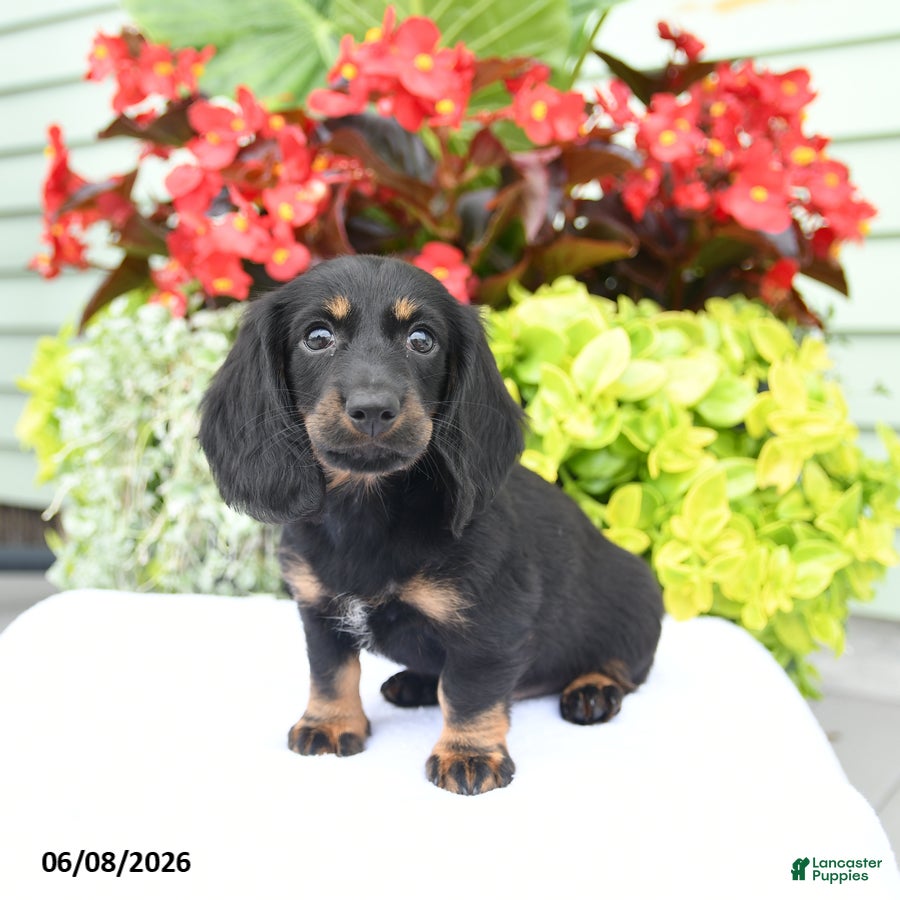 Miniature Dachshund dogs Oakley - Ad 2