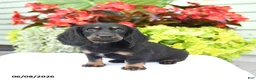Miniature Dachshund dogs for sale: Oakley - Ad 2