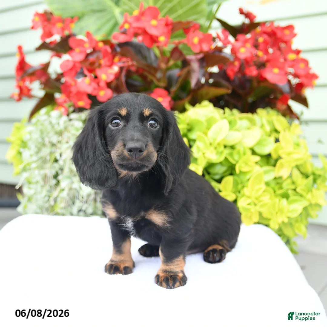 Miniature Dachshund dogs for sale: Oakley - Ad 2