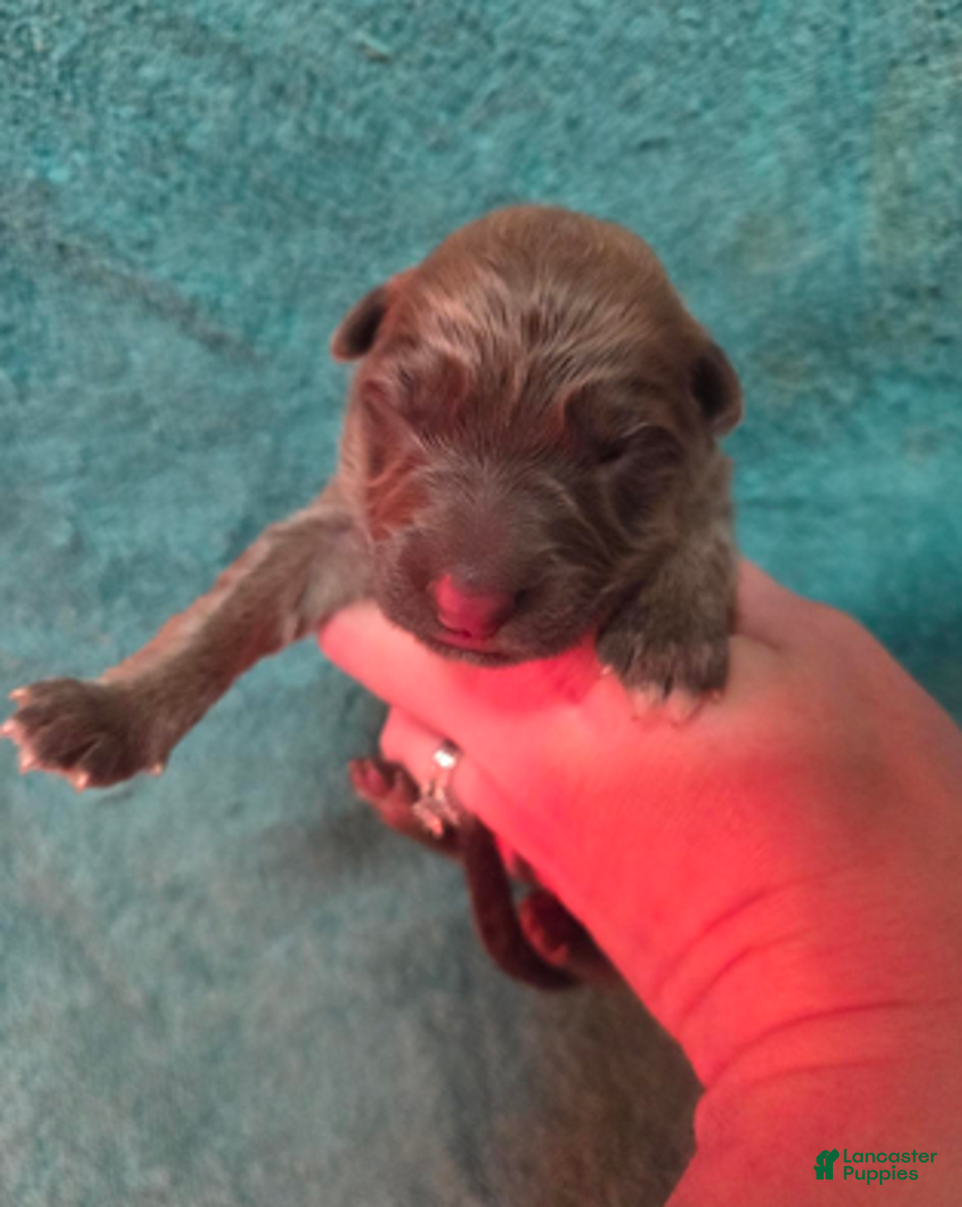 German Shepherd dogs for sale: Gray Collar Boy - Ad 6