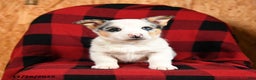 Welsh Corgi Pembroke dogs for sale: Klondike - Ad 3