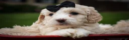 Cavachon dogs for sale: Houston🐾💙 - Ad 4