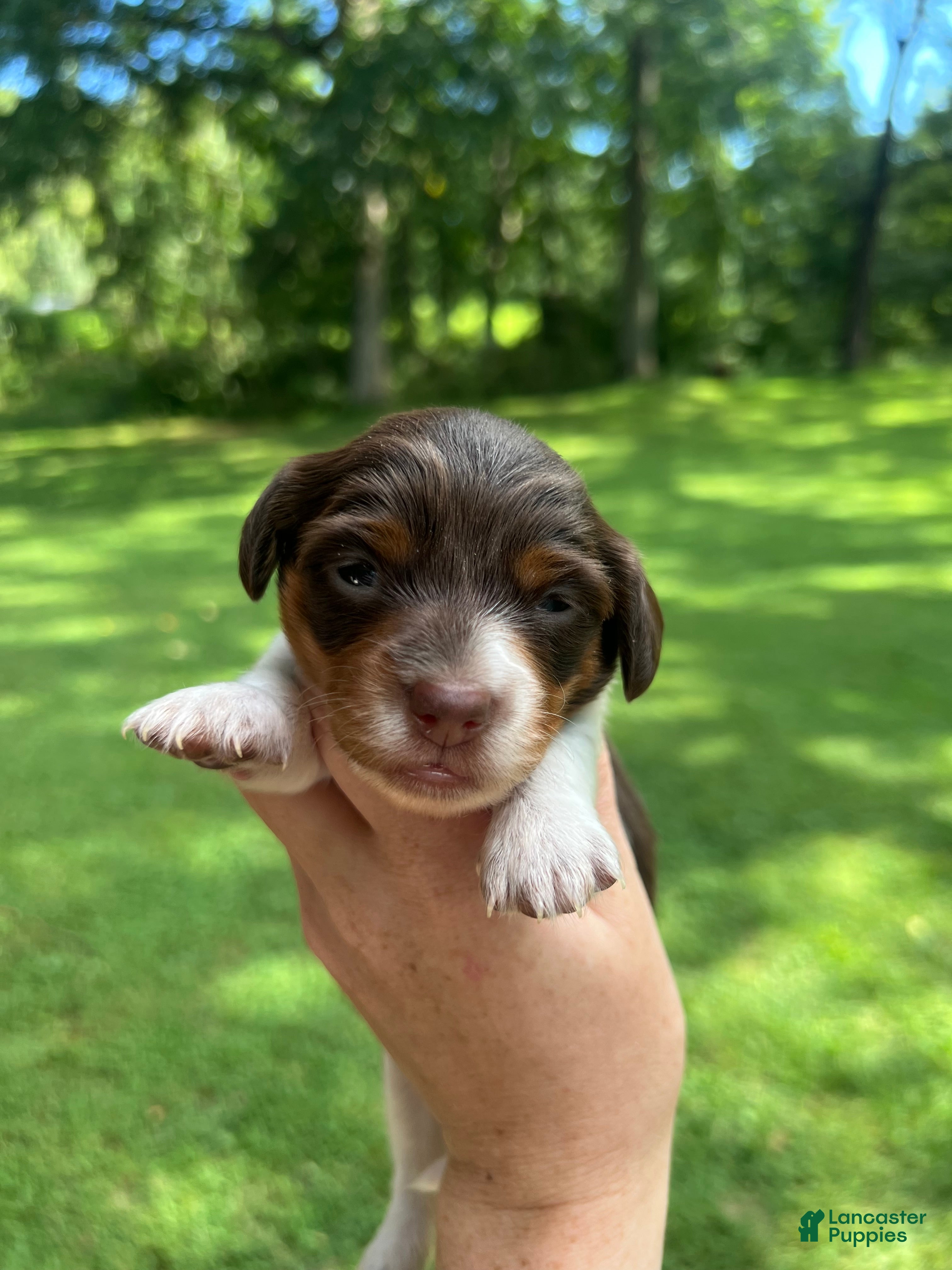 Miniature Dachshund dogs Miniature Dachshund 4 - Ad 22