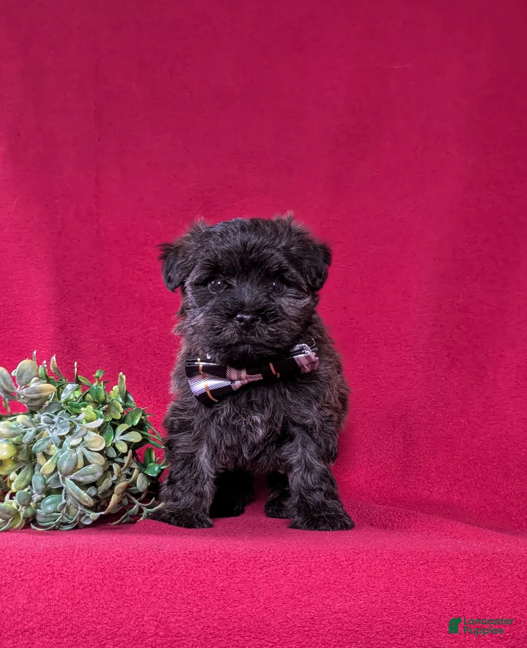 Yorkiepoo dogs for sale: Grady - Ad 1