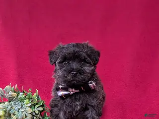 Yorkiepoo dogs for sale: Grady - Ad 2