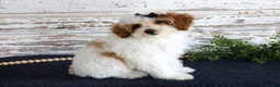 Toy Poodle dogs for sale: Poppy - Ad 6