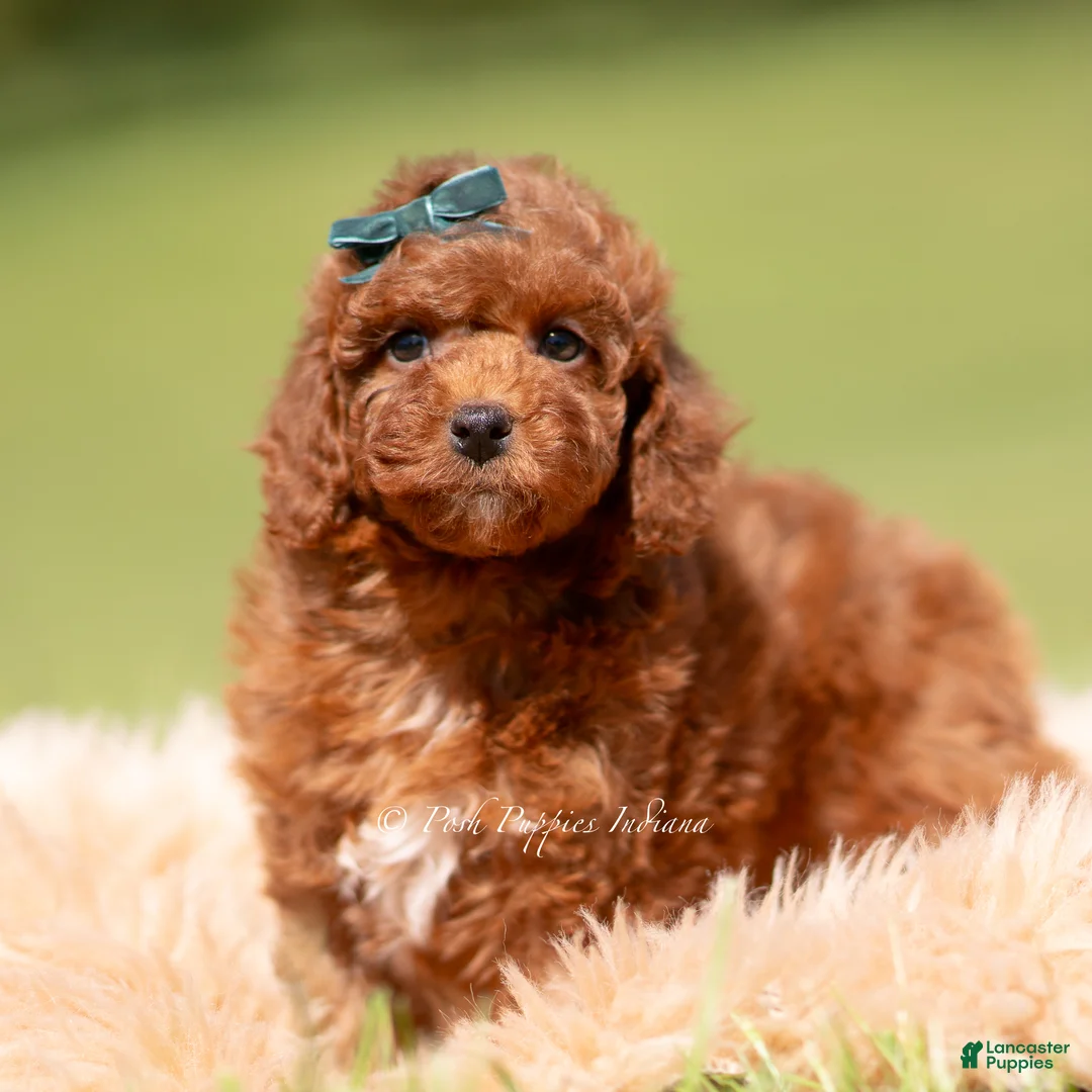 Toy Poodle dogs for sale: Muffin AKC - Ad 2