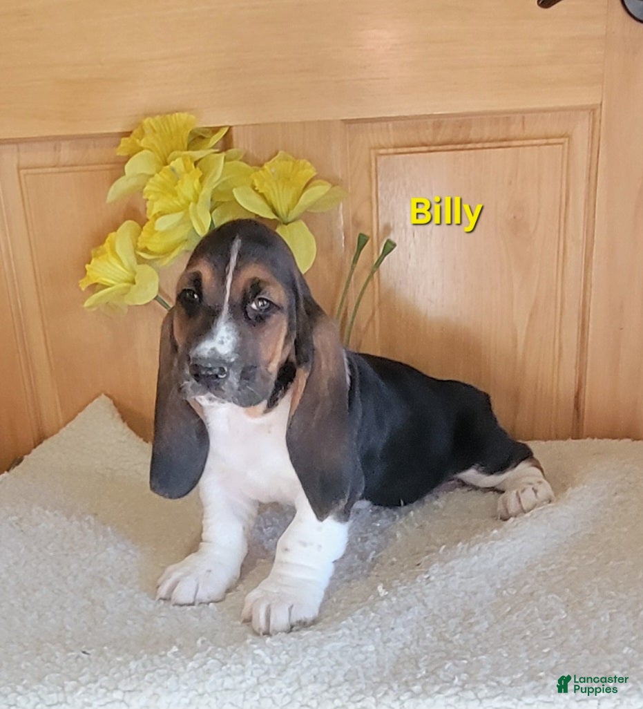 Basset Hound dogs Billy - Ad 2
