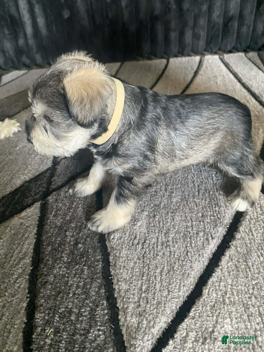 Miniature Schnauzer dogs for sale: Miniature Schnauzer Puppy 2 - Ad 2