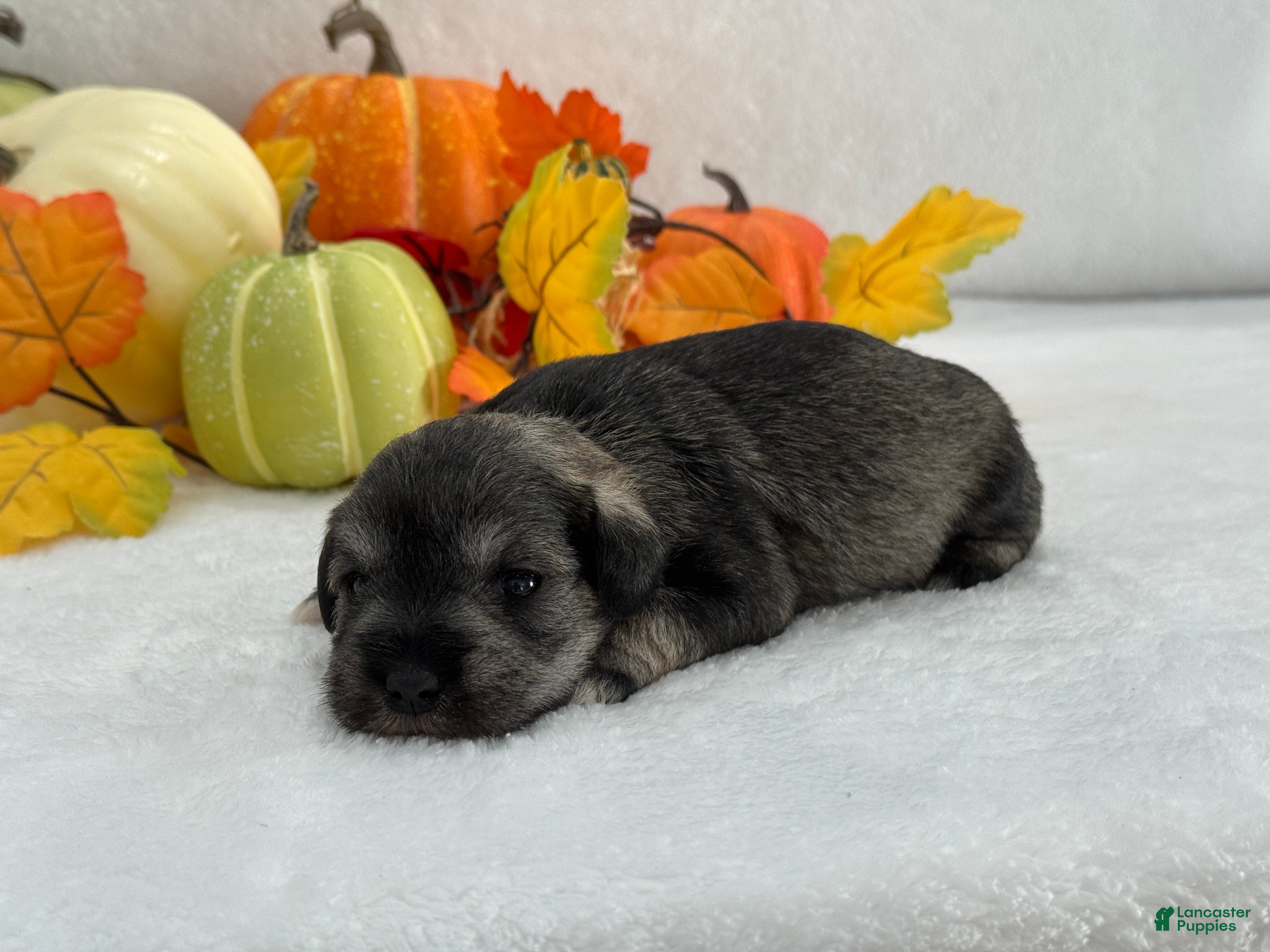 Miniature Schnauzer dogs Miniature Schnauzer Marsha Male 4 - Ad 2