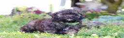 Shihpoo dogs for sale: Trocksus - Ad 1