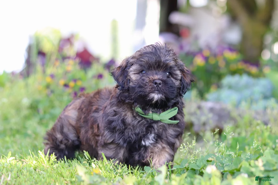 Shihpoo dogs for sale: Trocksus - Ad 1