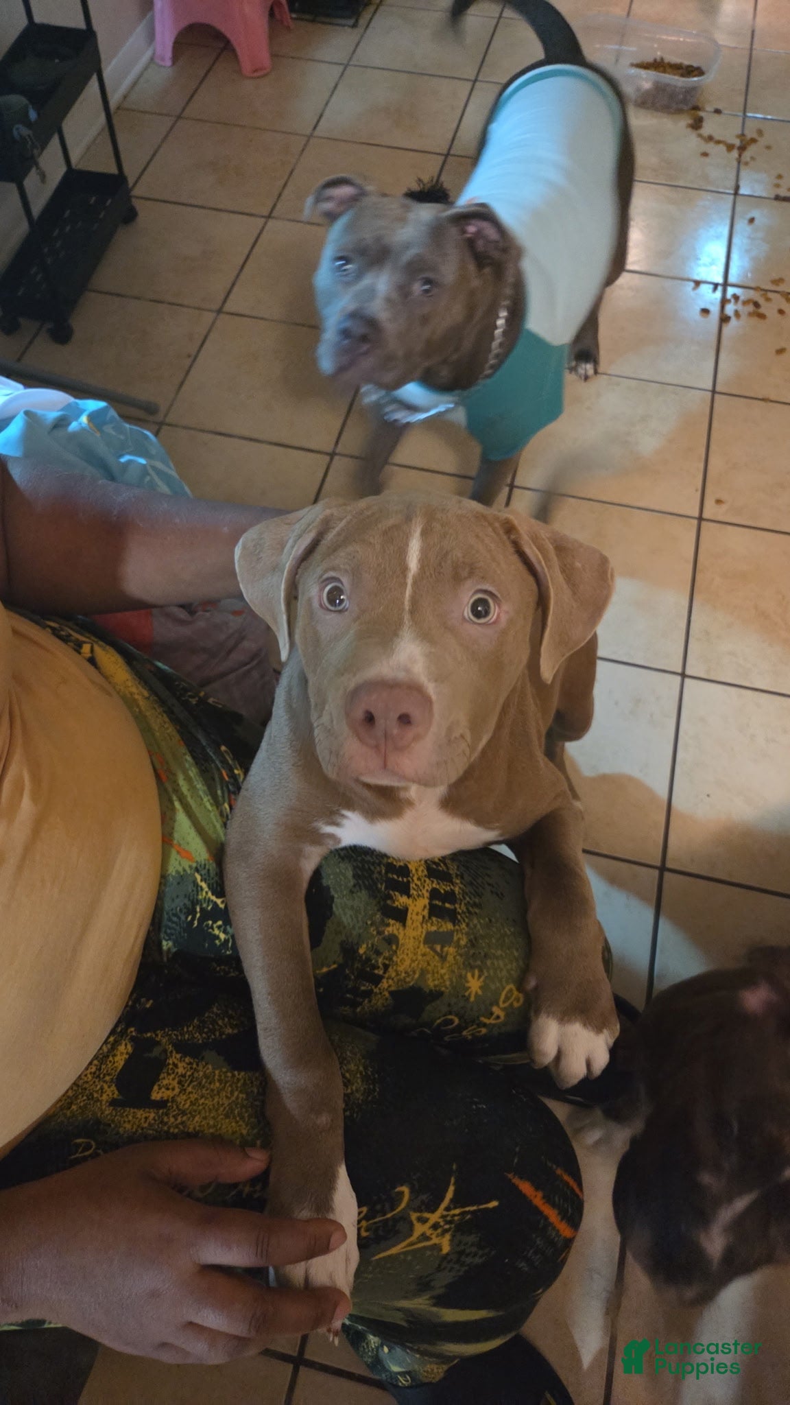 Mixed Breed dogs Mixed Breed Puppy 3 - Ad 5