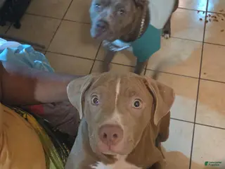 Mixed Breed dogs Mixed Breed Puppy 3 - Ad 5