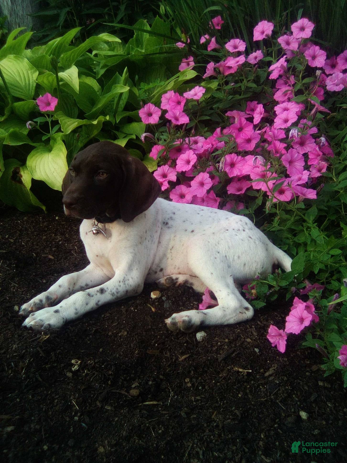 German Shorthaired Pointer dogs German Shorthaired Pointer 1 - Ad 42