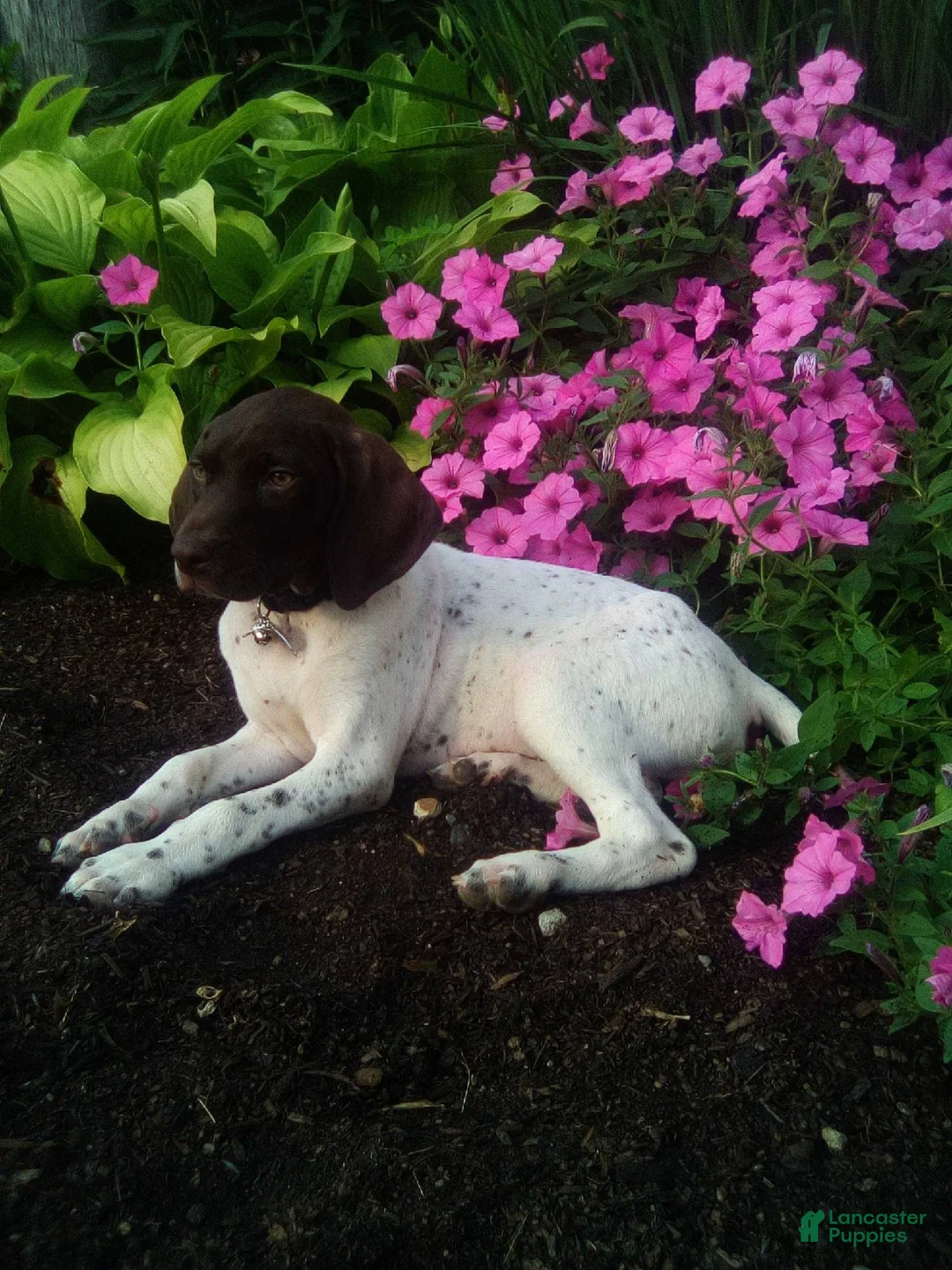 German Shorthaired Pointer dogs for sale: German Shorthaired Pointer 1 - Ad 1