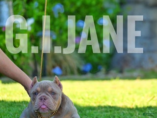 American Bully dogs - Ad 13