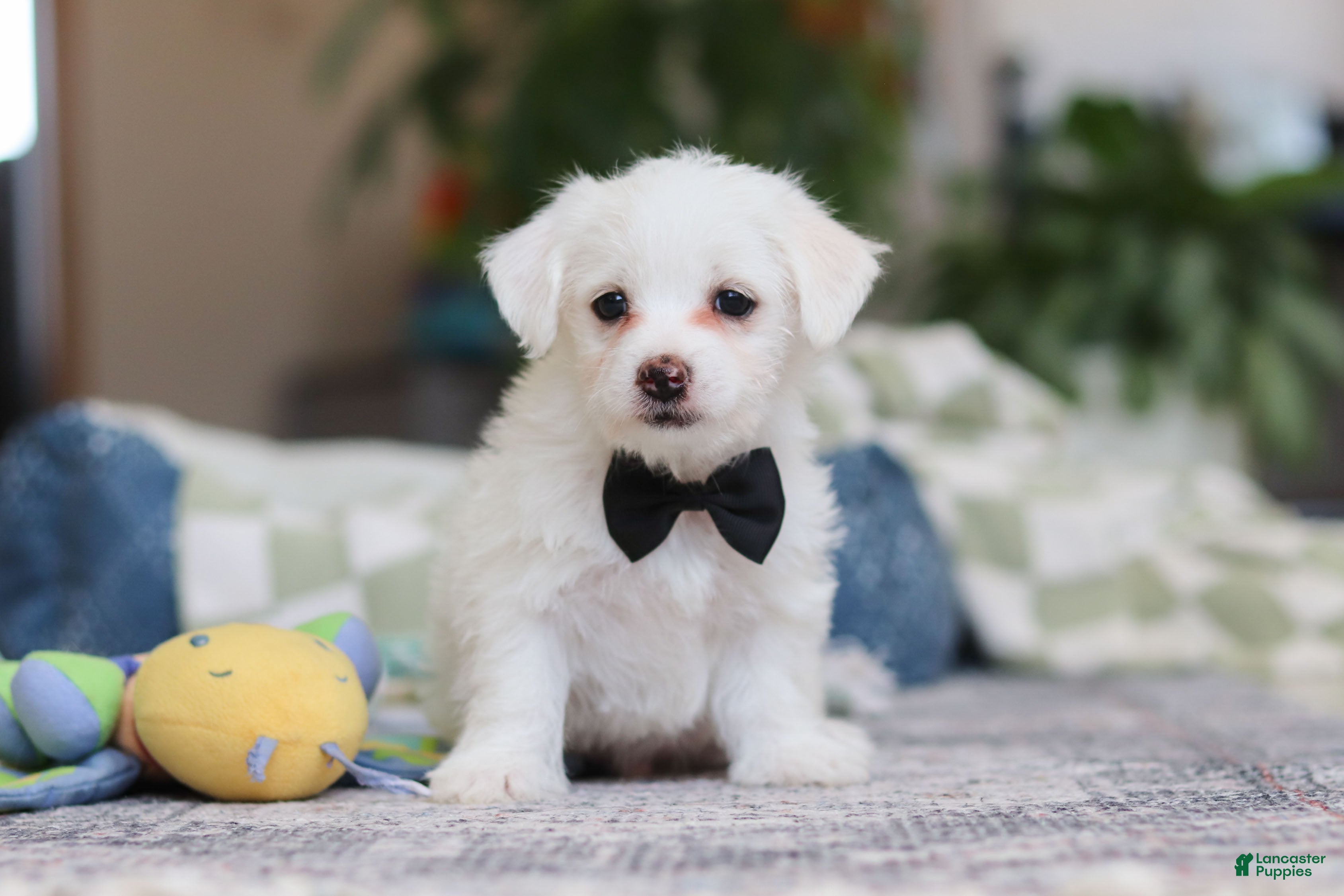 Morkie dogs Eddy - Ad 23