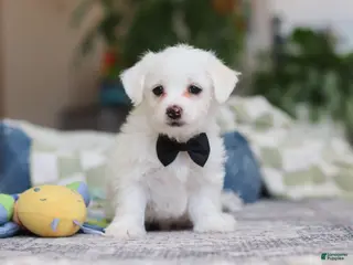 Morkie dogs Eddy - Ad 23