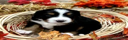 Mixed Breed dogs for sale: Willow - Ad 2
